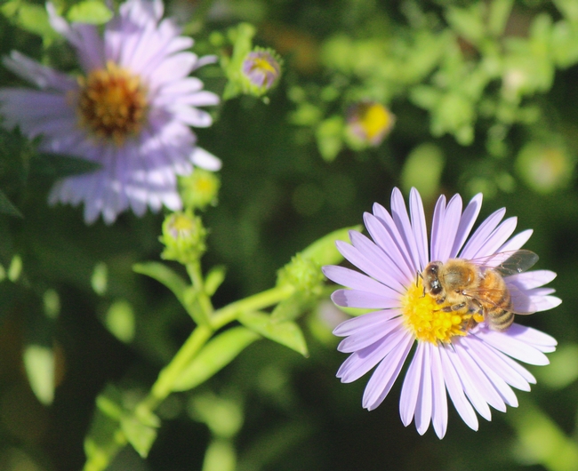 Honey bee with pollen on 'Bill's Big Blue' aster