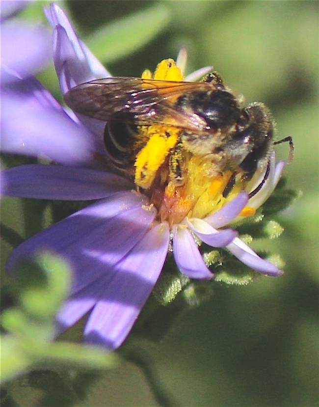 Sweat bee with pollen load on 'Fanny's' aster