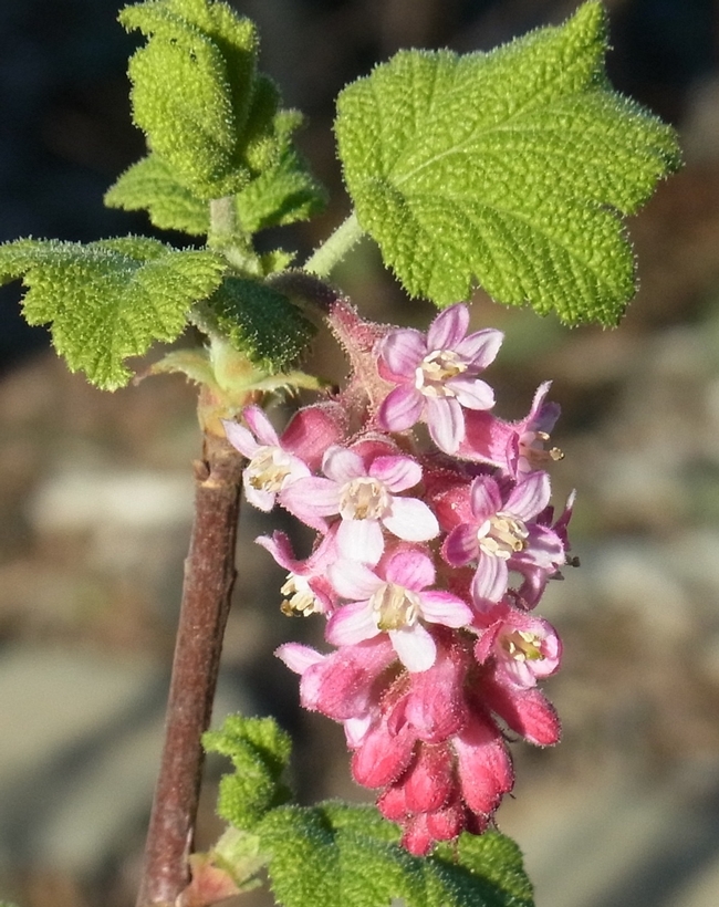 Chaparral currant flower