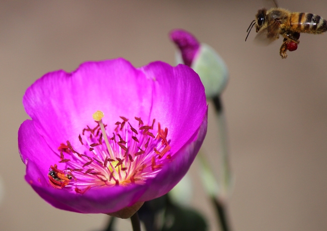 Honey bee on caladrinia with red pollen