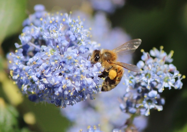 Honey bee collects pollen on 'Ray Hartman' ceanothus