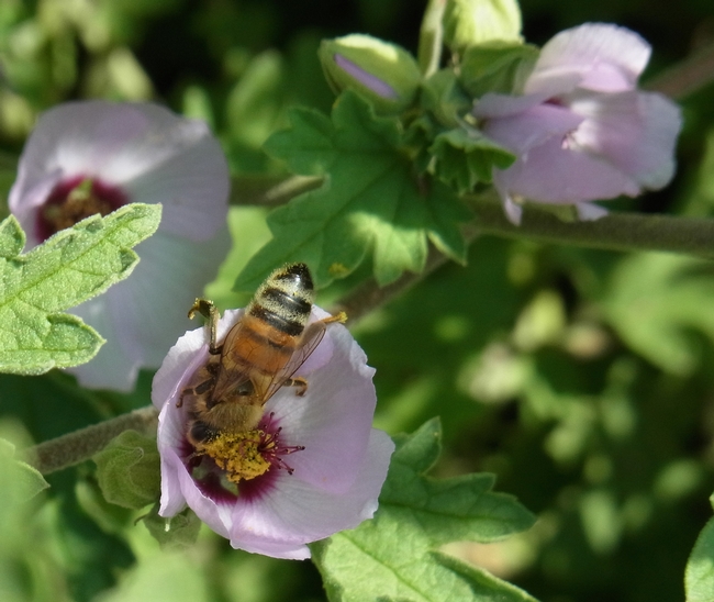 Honey bee nectars on 'Hopley's Lavender' globe mallow