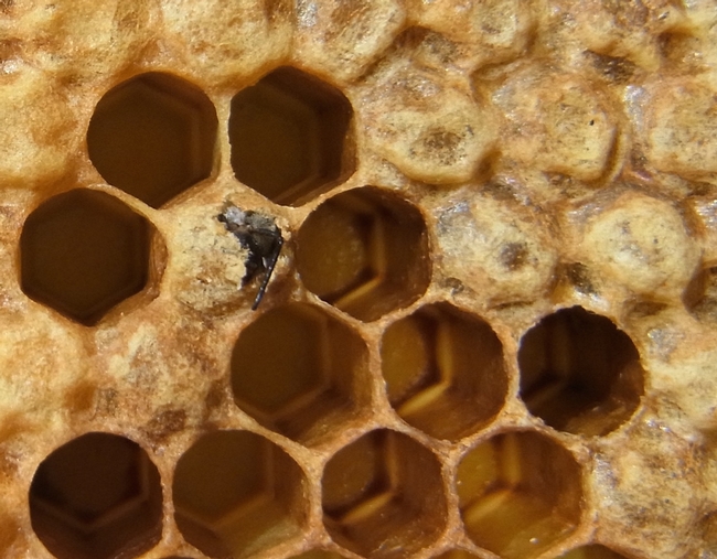 Adult honey bee emerging from pupal cell