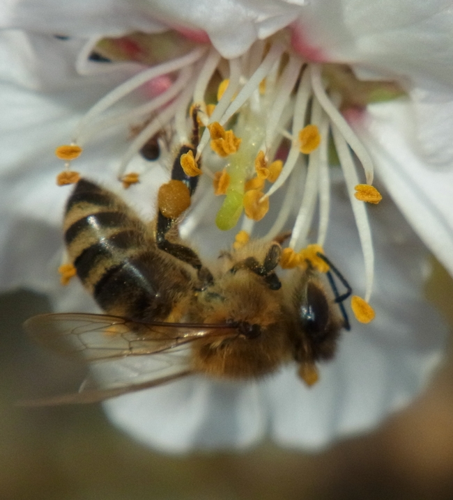 Honey bee on almond