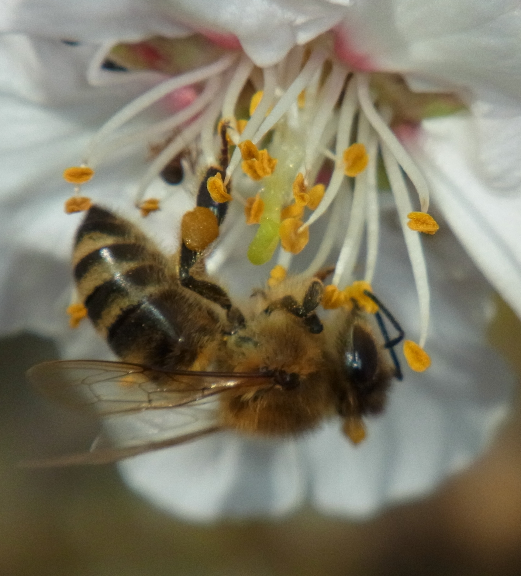 Beekeeping - Wikipedia