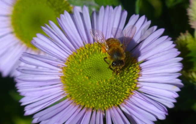 Honey bee on 'Bountiful' seaside daisy