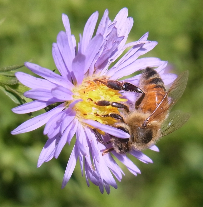 Honey bee on aster 'Bill's Big Blue'