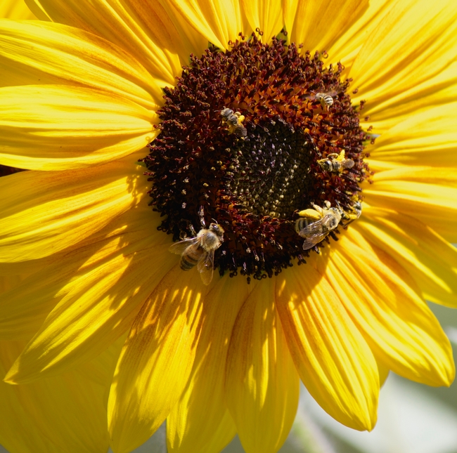 Honey bee, sunflower bee, and sweat bees on sunflower