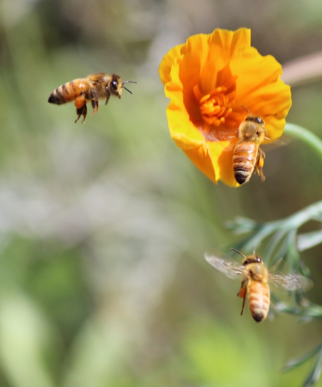 Honey bees arrive at California poppy