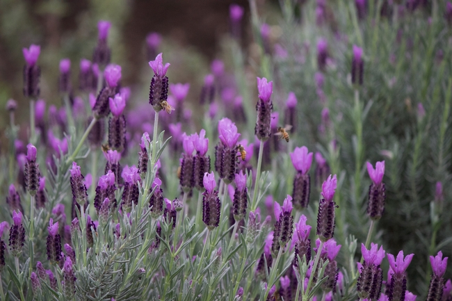 Honey bees on 'Anne's Purple' spanish lavender