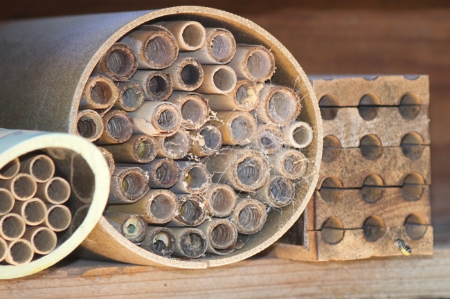 Solitary bee nests are located across from the Haven shed near the garden entrance. Stop and look at the activity on your way into the garden.