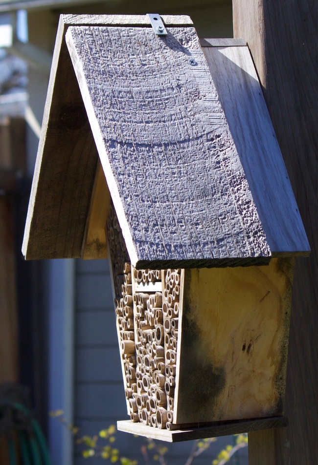 Weather damage to the Bambeco solitary bee house