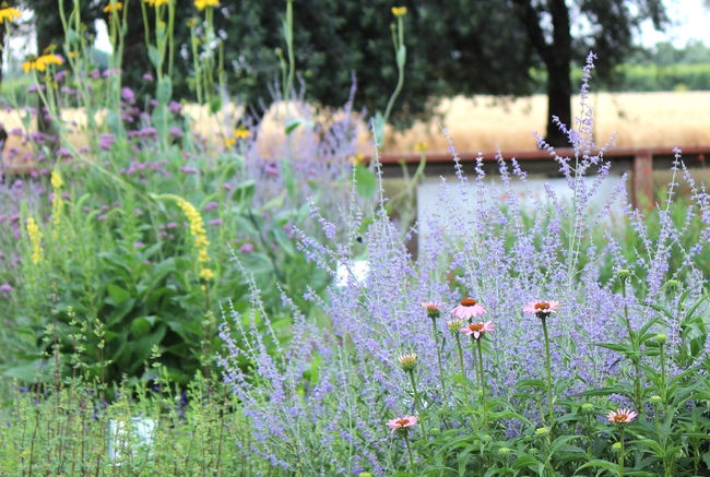 Russian sage, coneflower, and verbascum in bloom in the Haven