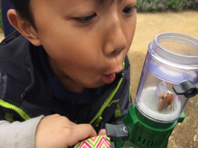 Children love to observe bees in the Haven
