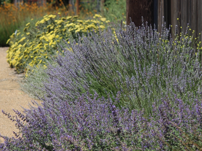Catmint, lavender, and yarrow in the Haven
