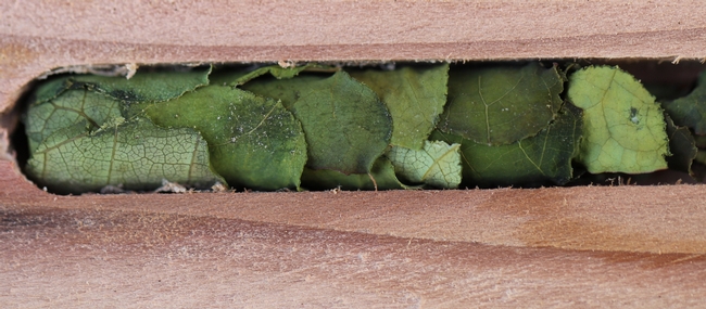 Leafcutter bee nest cross section