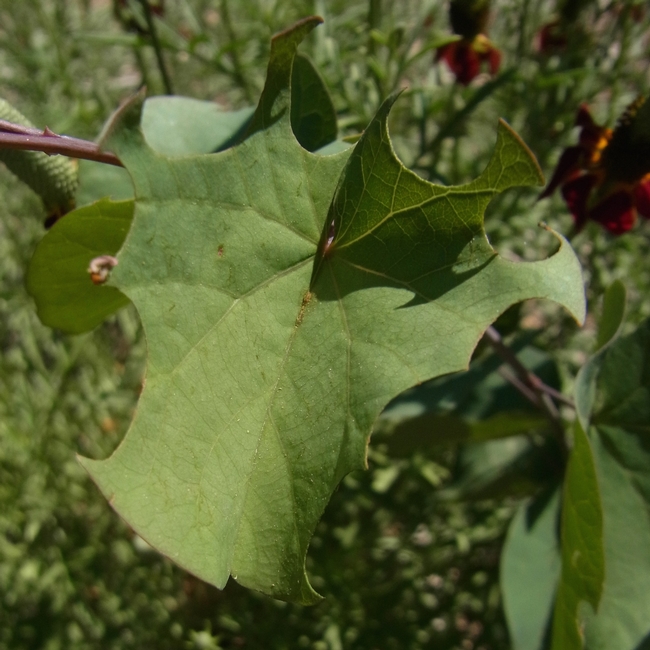 Redbud leaf with extensive leafcutter bee use