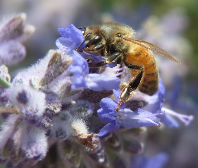 Honey bee on Russian sage flower