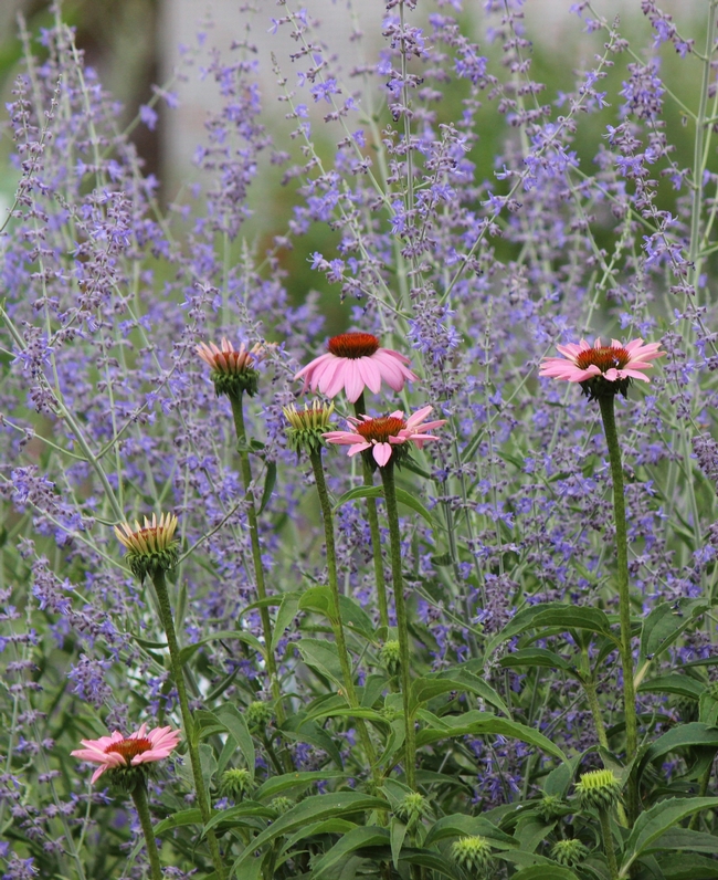 Russian sage and coneflower