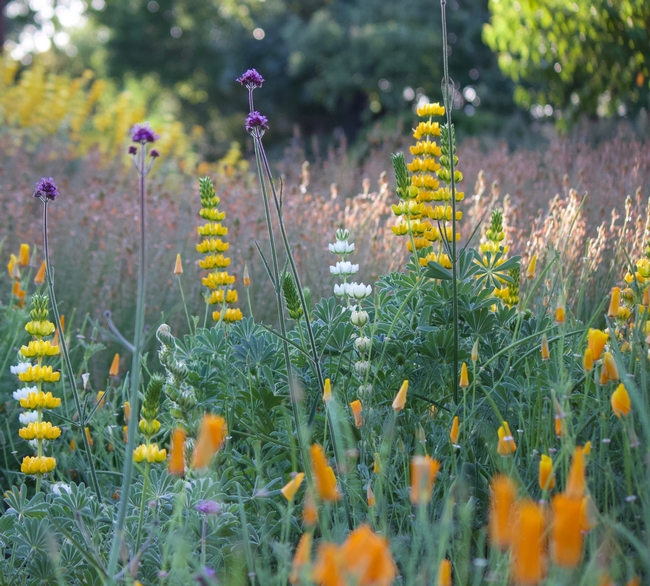 California native annual wildflowers, such as golden lupine and California poppy are great March blooming plants for the bee garden. The purple flower is the non-native perennial, tall verbena.