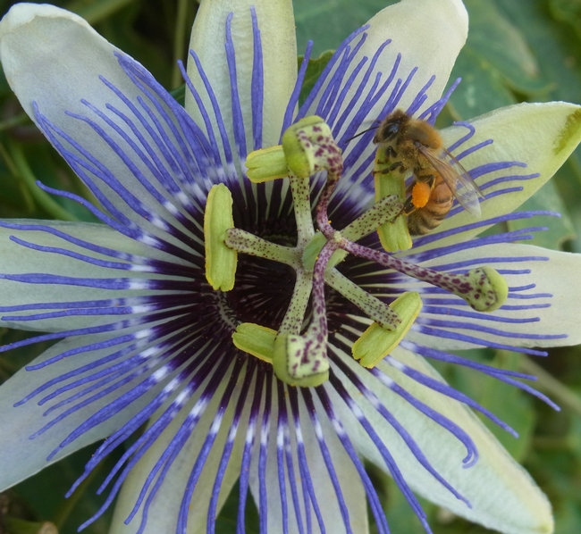 Honey bee collects pollen a passion vine flower