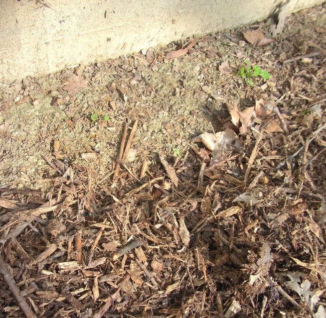 Stop mulch short of a building foundation to leave bare soil for bees