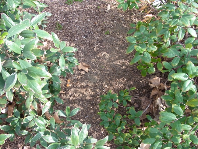 Bare soil can be left between mature shrubs to provide bee nesting habitat