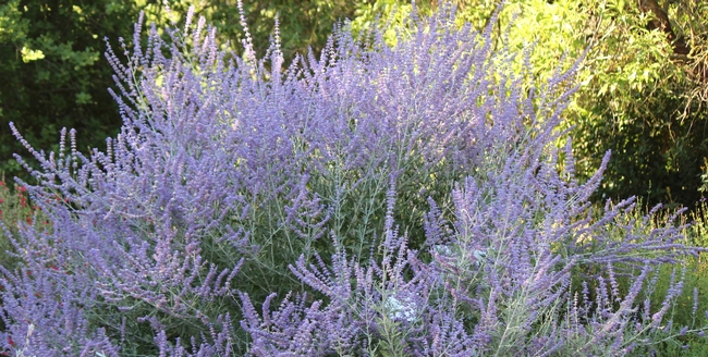 Russian sage plant in bloom