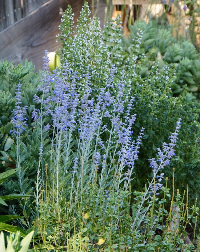 Russian sage 'Little Spire' and calamint