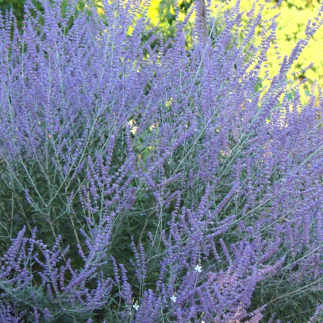 Russian sage blooming