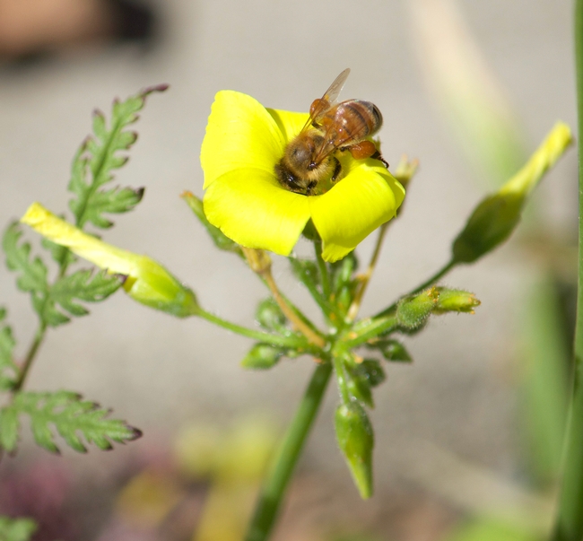 Honey bee with pollen on Oxalis pes-caprae