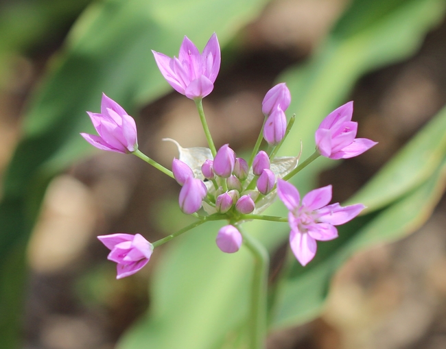 Allium unifolium flower