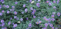 California aster 'Purple Haze' blooming for The Bee Gardener Blog