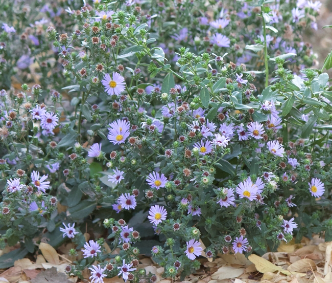 California aster 'Point St. George' blooming