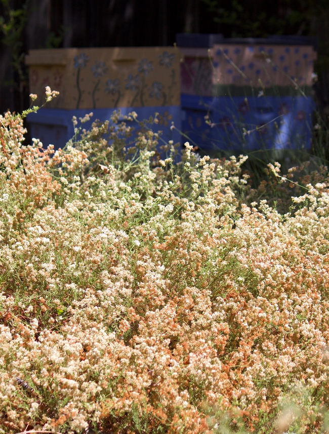 California buckwheat 'Warriner Lytle' showing early fall color