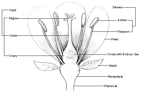parts-of-a-flower full 610