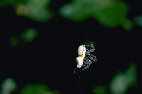 orb spider eating looper
