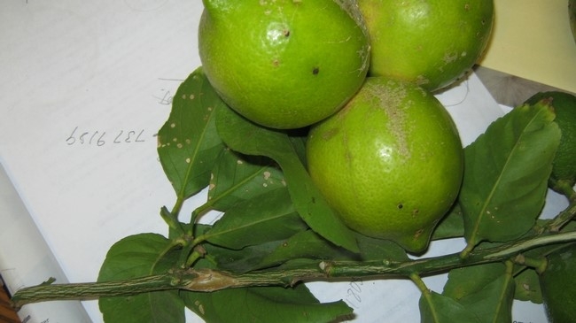 citrus edema fruit and leaves early