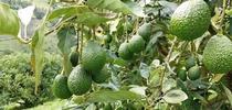 avocado fruit cluster for Topics in Subtropics Blog