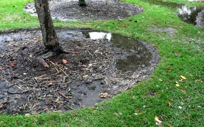 fruit trees - poor drainage
