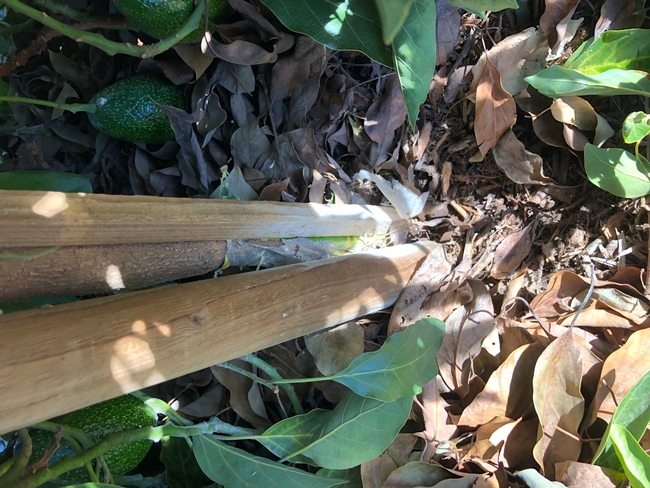 avocado buried stem stake in rootball