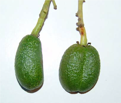 avocado cuke and double cuke