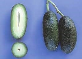 avocado cuke seedless