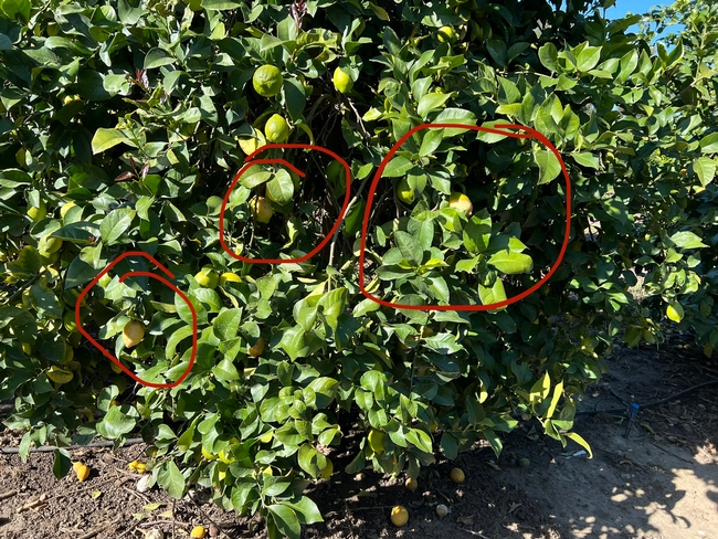 citrus brown rot in canopy