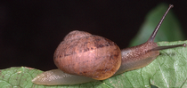 brown garden snail 1 for Topics in Subtropics Blog