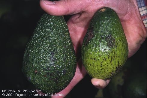 avocado anthracnose fruit