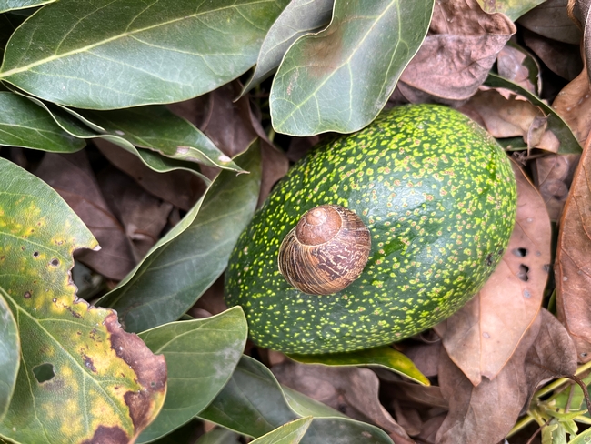 avocado snail