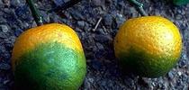 oranges affecte by hlb for Topics in Subtropics Blog