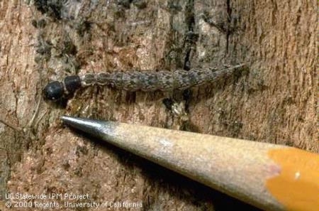 snakefly larva pencil
