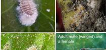 mealybug stages for Topics in Subtropics Blog